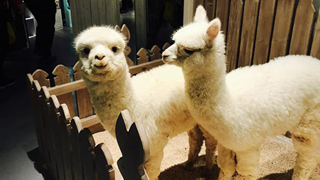 家居賣場開動(dòng)物樂園，羊駝、土撥鼠等600只動(dòng)物齊聚